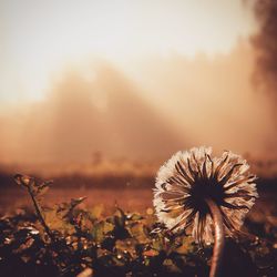 Close-up of flowering plant on field against sky during sunset