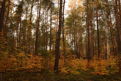 Trees in forest during autumn