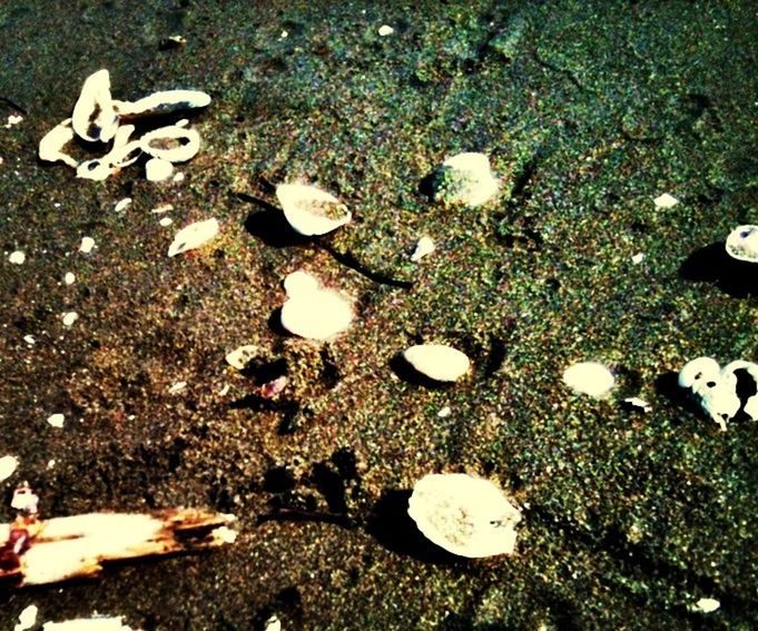 high angle view, field, grass, ground, white color, nature, mushroom, grassy, leaf, fungus, day, fallen, outdoors, no people, abundance, growth, dirt, messy, dry, directly above