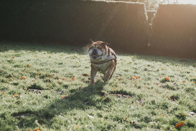 Rear view of dog on field