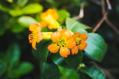 Close-up of yellow flowering plant