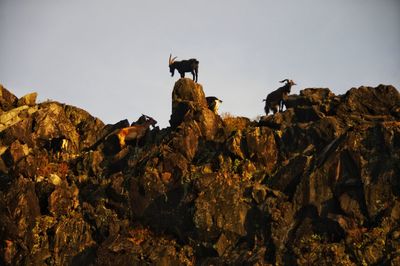 Low angle view of eagle perching on rock against sky