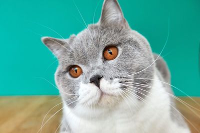 Close-up portrait of a cat