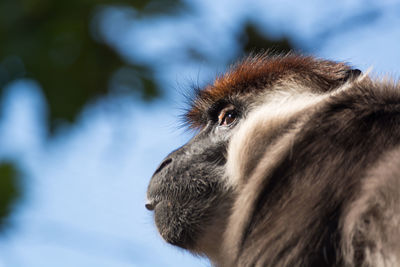 Close-up of a dog looking away