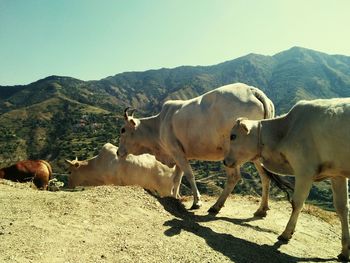 Herd of cows on the ground