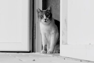 Portrait of cat sitting by entrance at home