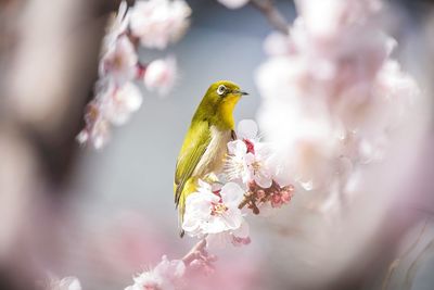 Close-up of bird perching on pink flower tree