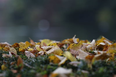 Close-up of dry leaf on land