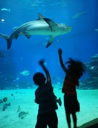 Underwater view of fish swimming in aquarium