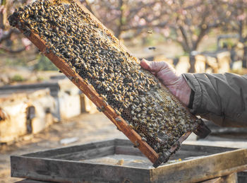 It takes a lot of time, stings, and hard work to get such a beautiful tasty honeycomb