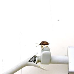 Close-up of bee perching on white wall