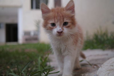 Portrait of white cat on field