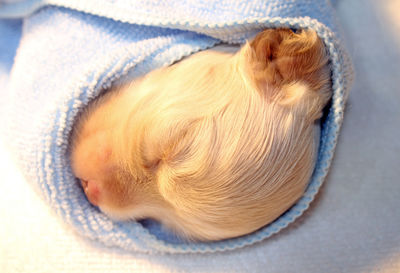Close-up of puppy in fabric sleeping on bed