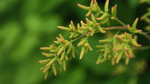 Close-up of plant