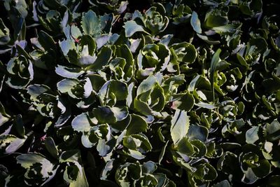 Full frame shot of green leaves