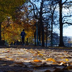 Autumn leaves on tree trunk in forest