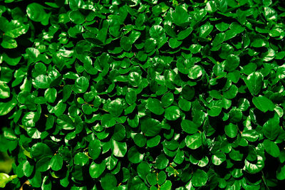 Full frame shot of green leaves