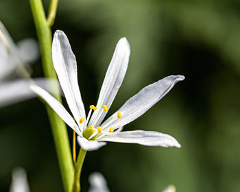 Close-up of white crocus flower