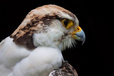 Close-up of eagle against black background