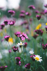 Close-up of pink flowering plants on field