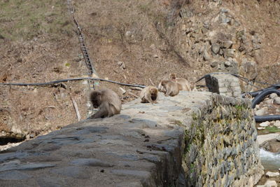 Monkeys on a rock