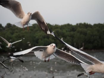 Seagulls flying against the sky