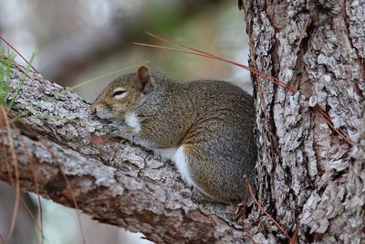 Squirrel on tree trunk