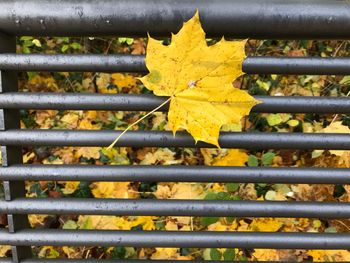 Close-up of leaf on metal fence 