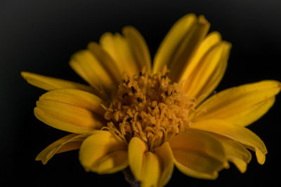 Close-up of yellow flower against black background