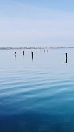 View of birds in lake