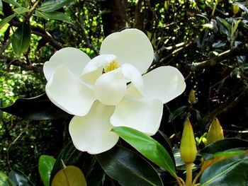 Close-up of white frangipani blooming on tree