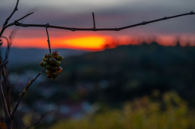 Close-up of plant against blurred background