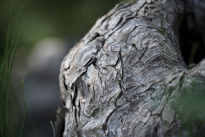 Close-up of a twisted tree trunk in the forest