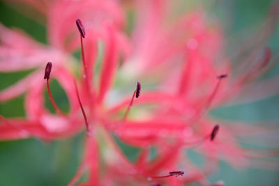 Close-up of pink flower