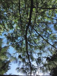 Low angle view of tree against sky