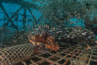 Fish swimming in sea