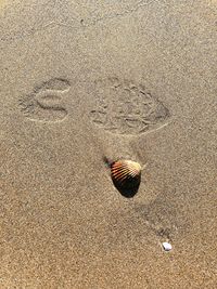 High angle view of shell on sand