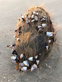 High angle view of crab on beach