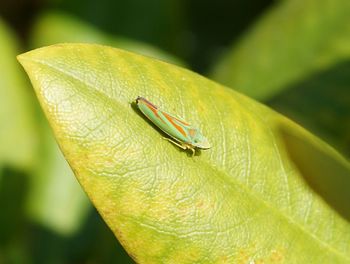 Close up of a plant