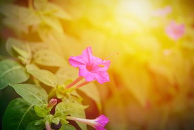 Close-up of pink flower