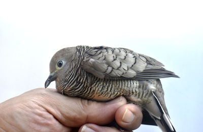 Close-up of a hand holding bird