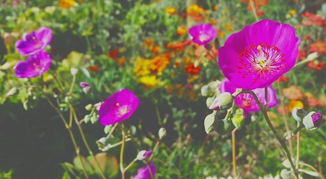 flower, freshness, petal, fragility, flower head, growth, blooming, beauty in nature, focus on foreground, plant, pink color, field, nature, close-up, purple, stem, in bloom, selective focus, outdoors, day