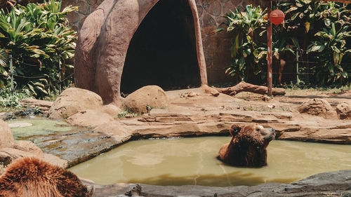 View of an animal on rock