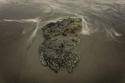 High angle view of rock at beach