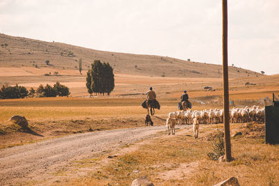 Horses in a field