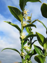 Low angle view of plant against sky