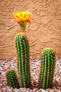 Close-up of prickly pear cactus