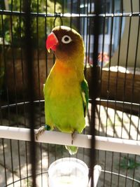 Close-up of parrot perching in cage