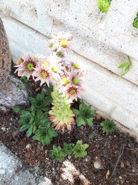 High angle view of white flowering plants