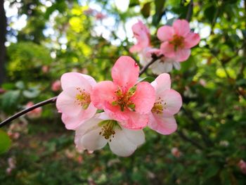 Close-up of fresh pink flowers on tree